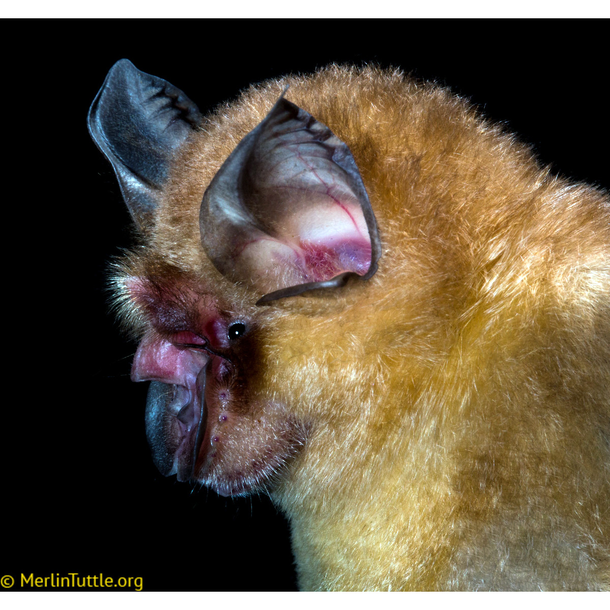 Shamel's Horseshoe Bat (Rhinolophus shameli) Фото №3