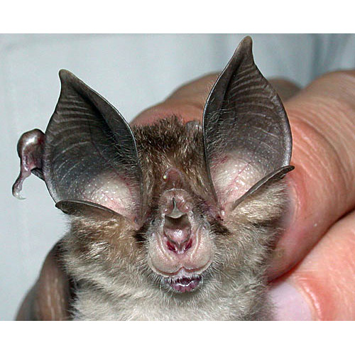 Thai Horseshoe Bat (Rhinolophus siamensis) Фото №2