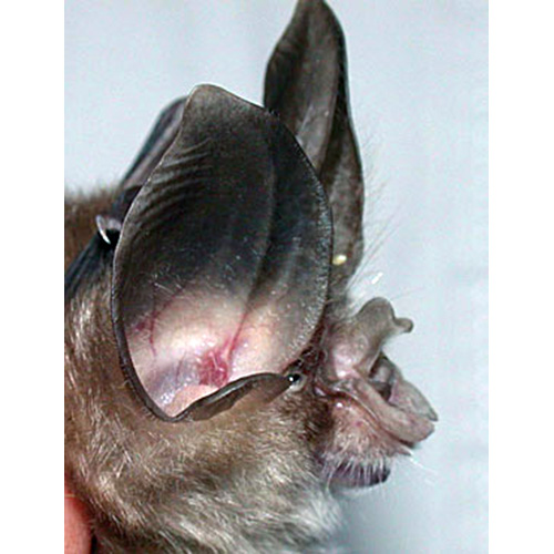 Thai Horseshoe Bat (Rhinolophus siamensis) Фото №3