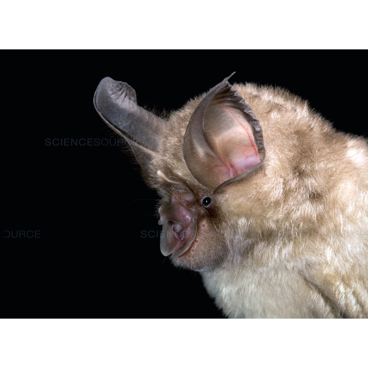 Bushveld Horseshoe Bat (Rhinolophus simulator) Фото №10
