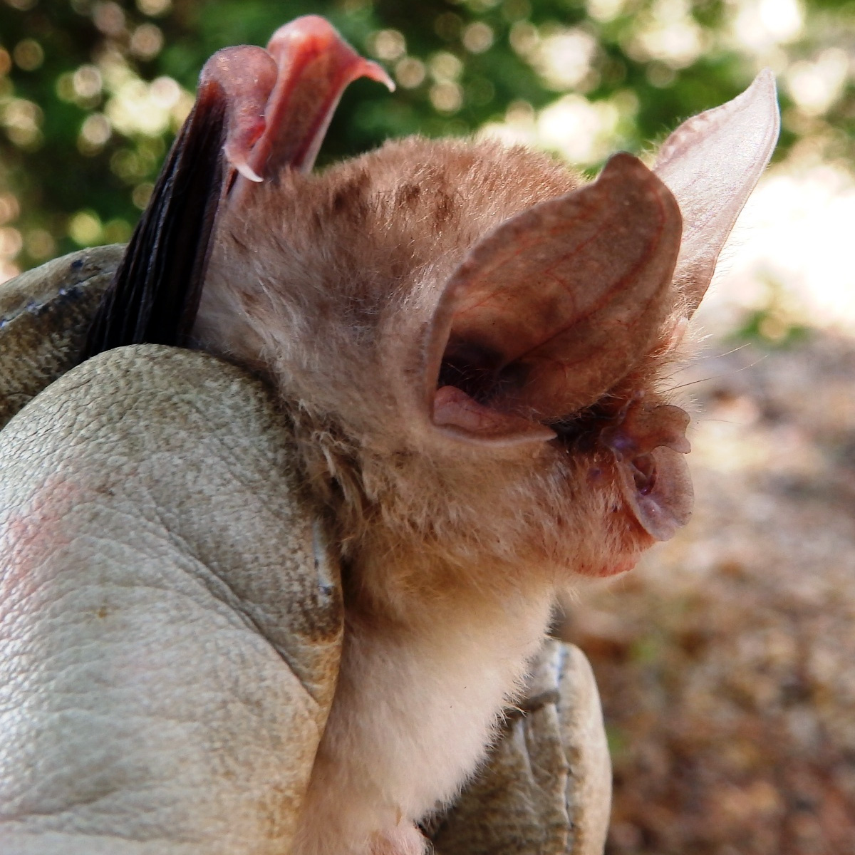 Bushveld Horseshoe Bat (Rhinolophus simulator) Фото №3