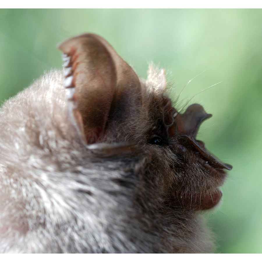 Bushveld Horseshoe Bat (Rhinolophus simulator) Фото №4