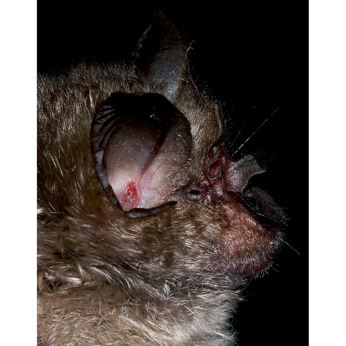 Bushveld Horseshoe Bat (Rhinolophus simulator) Фото №5