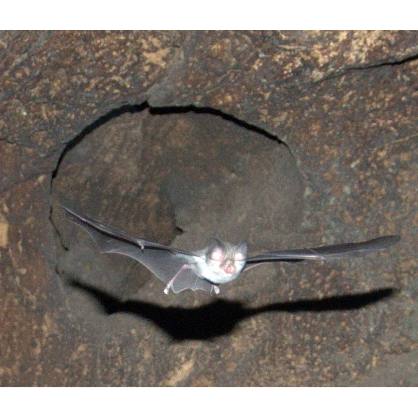 Bushveld Horseshoe Bat (Rhinolophus simulator) Фото №6