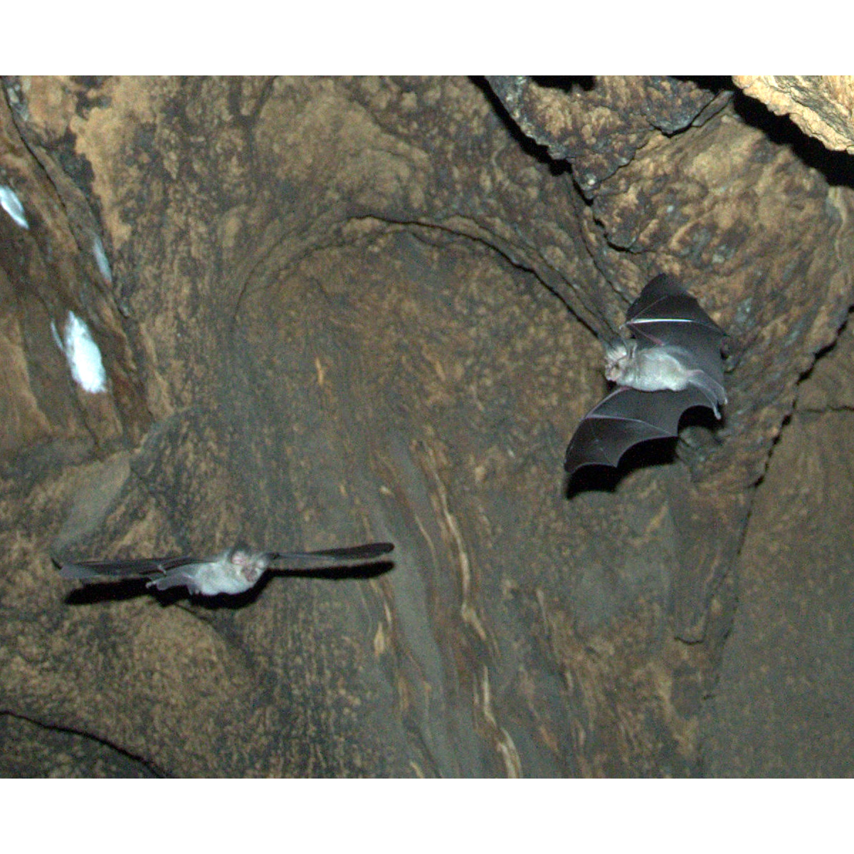 Bushveld Horseshoe Bat (Rhinolophus simulator) Фото №7
