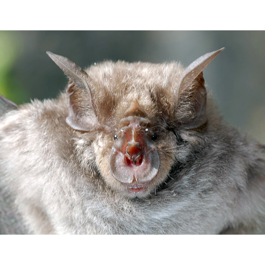 Bushveld Horseshoe Bat (Rhinolophus simulator) Фото №8