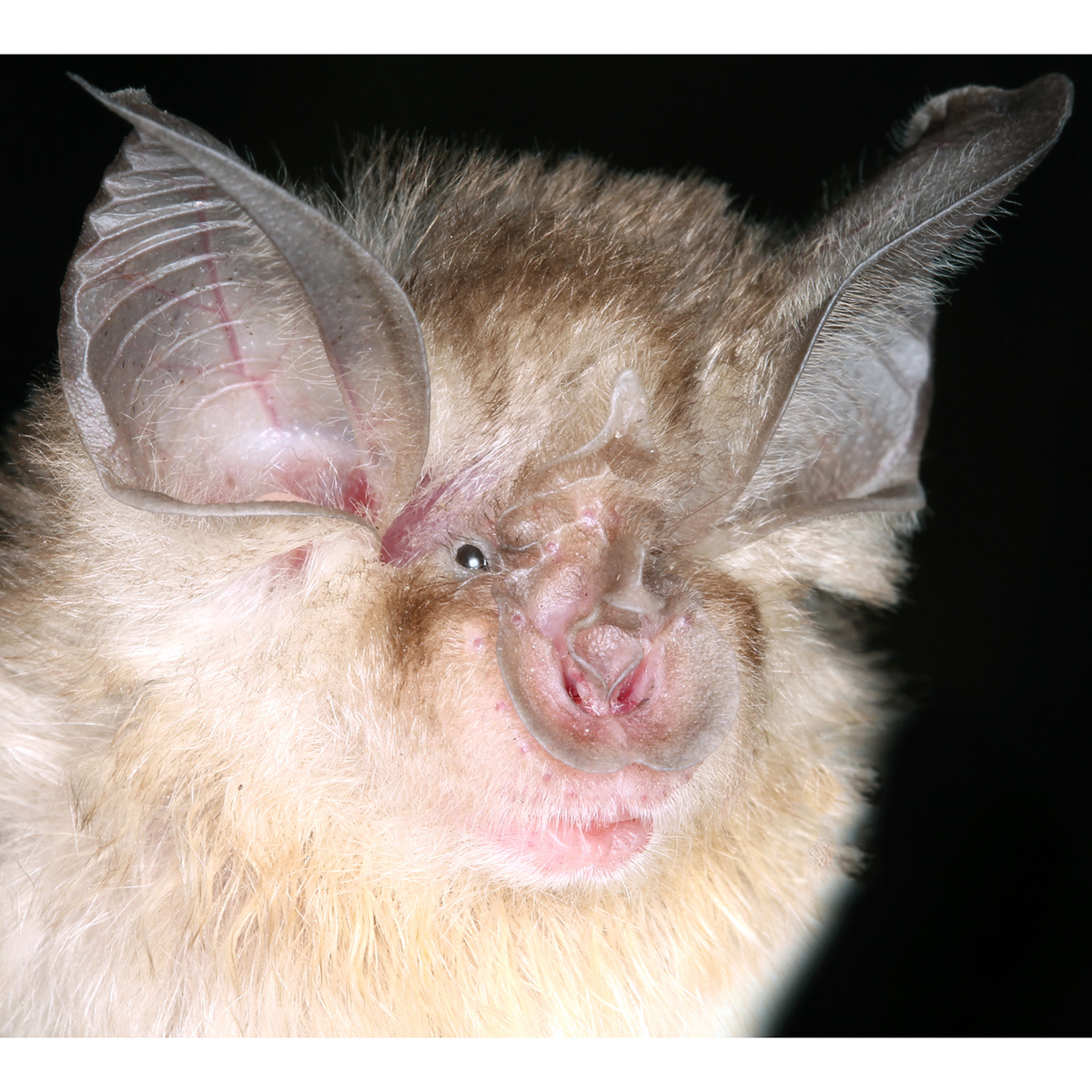 Bushveld Horseshoe Bat (Rhinolophus simulator) Фото №9
