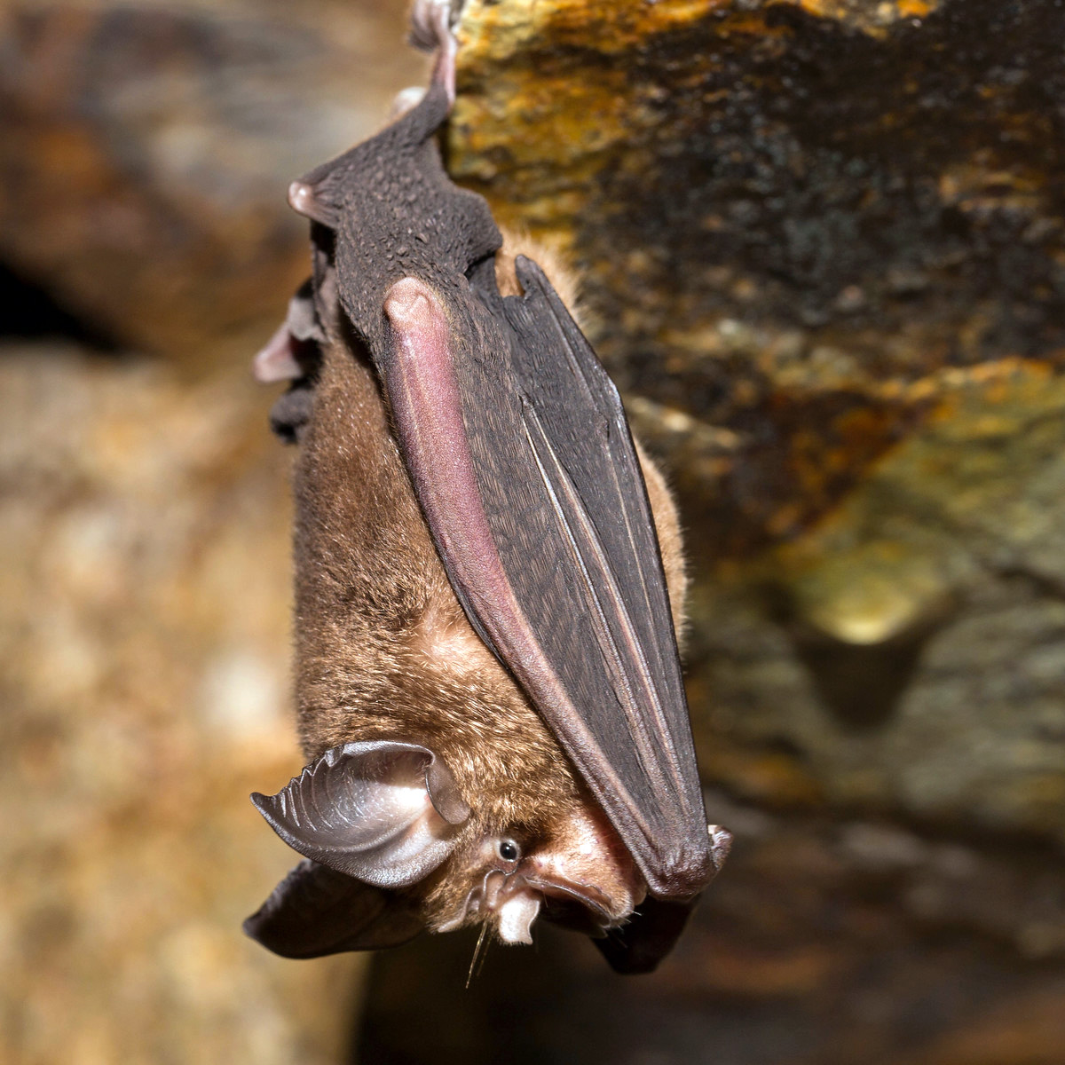 Chinese Rufous Horseshoe Bat (Rhinolophus sinicus) Фото №2