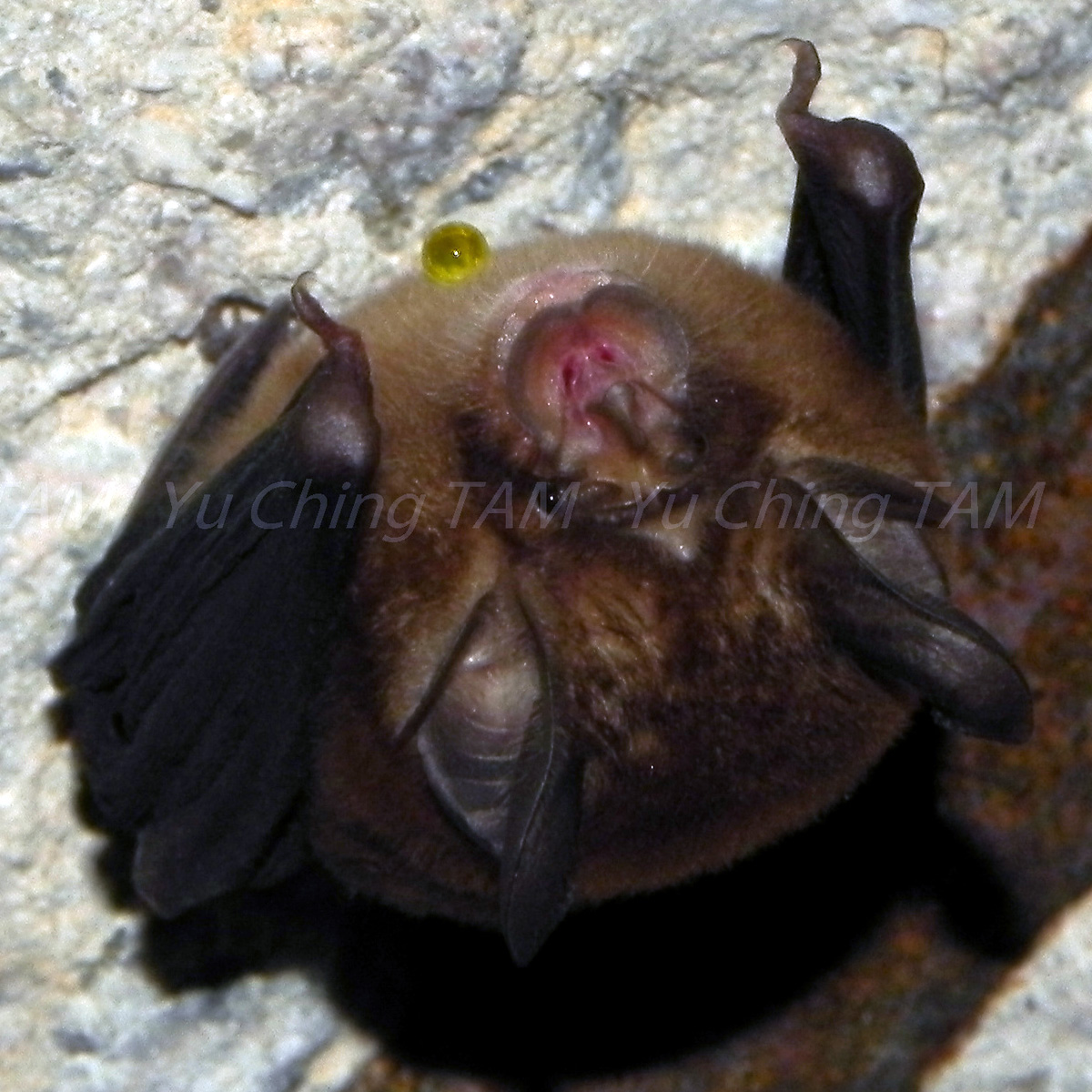 Chinese Rufous Horseshoe Bat (Rhinolophus sinicus) Фото №3