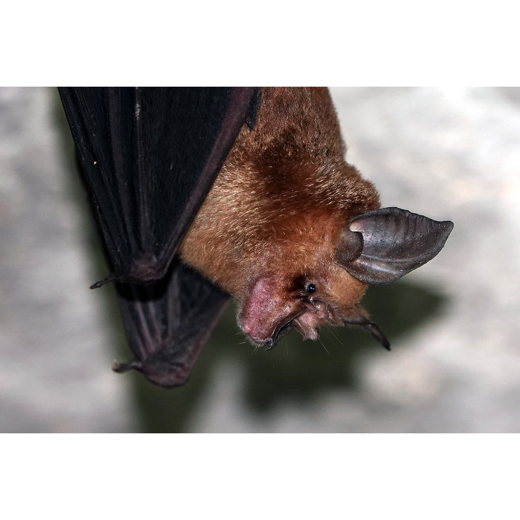 Chinese Rufous Horseshoe Bat (Rhinolophus sinicus) Фото №4