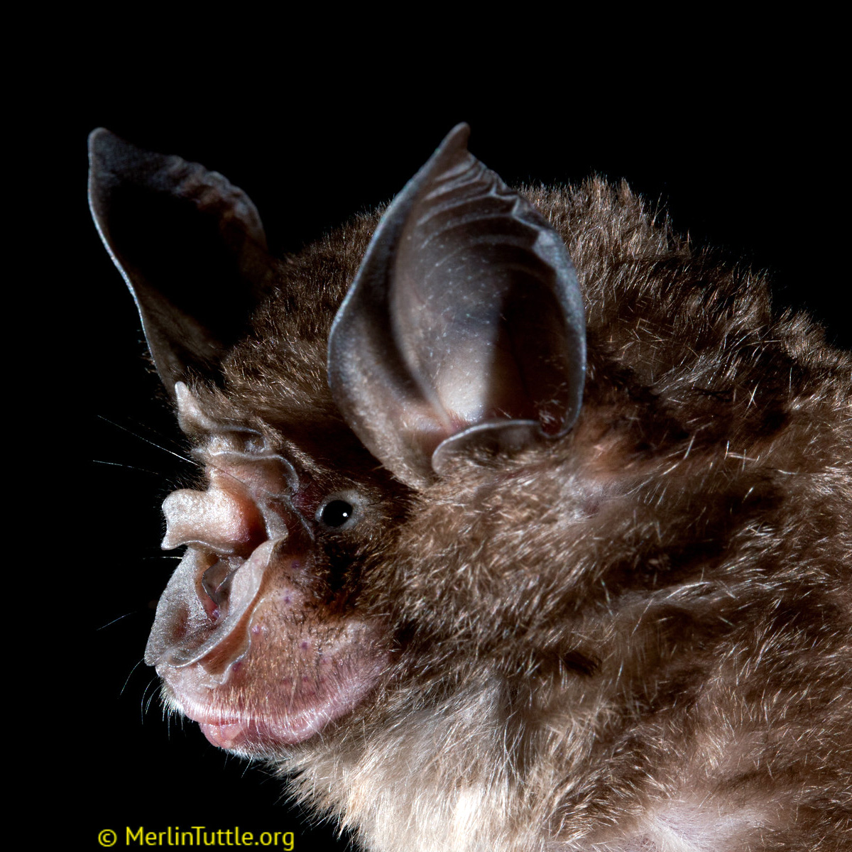 Chinese Rufous Horseshoe Bat (Rhinolophus sinicus) Фото №5