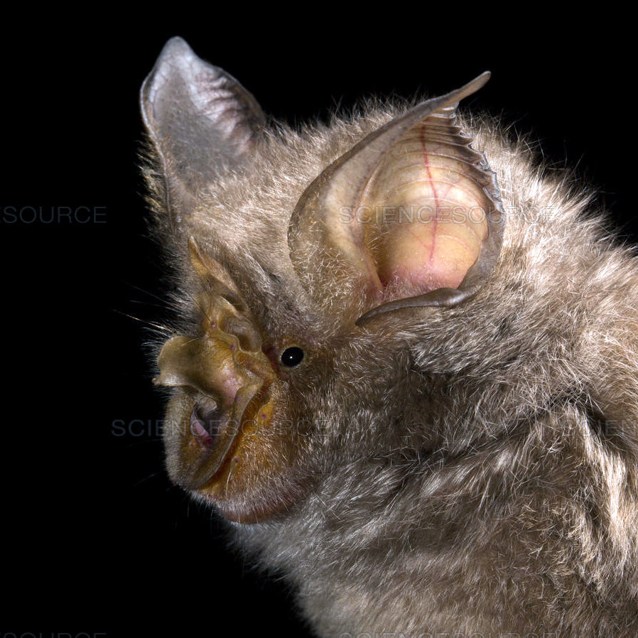 Smithers's Horseshoe Bat (Rhinolophus smithersi) Фото №2