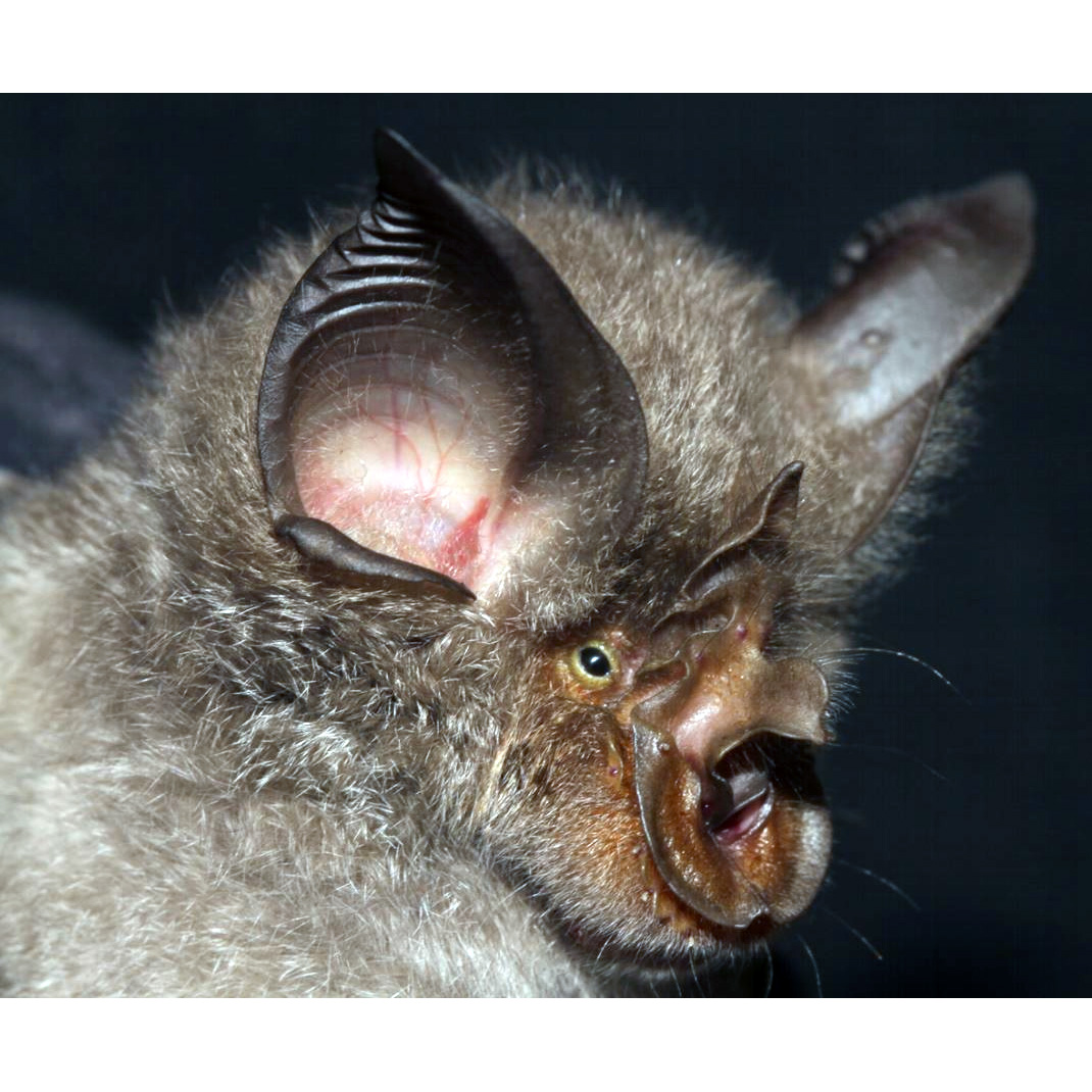 Smithers's Horseshoe Bat (Rhinolophus smithersi) Фото №3