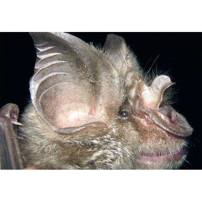 Smithers's Horseshoe Bat (Rhinolophus smithersi) Фото №4