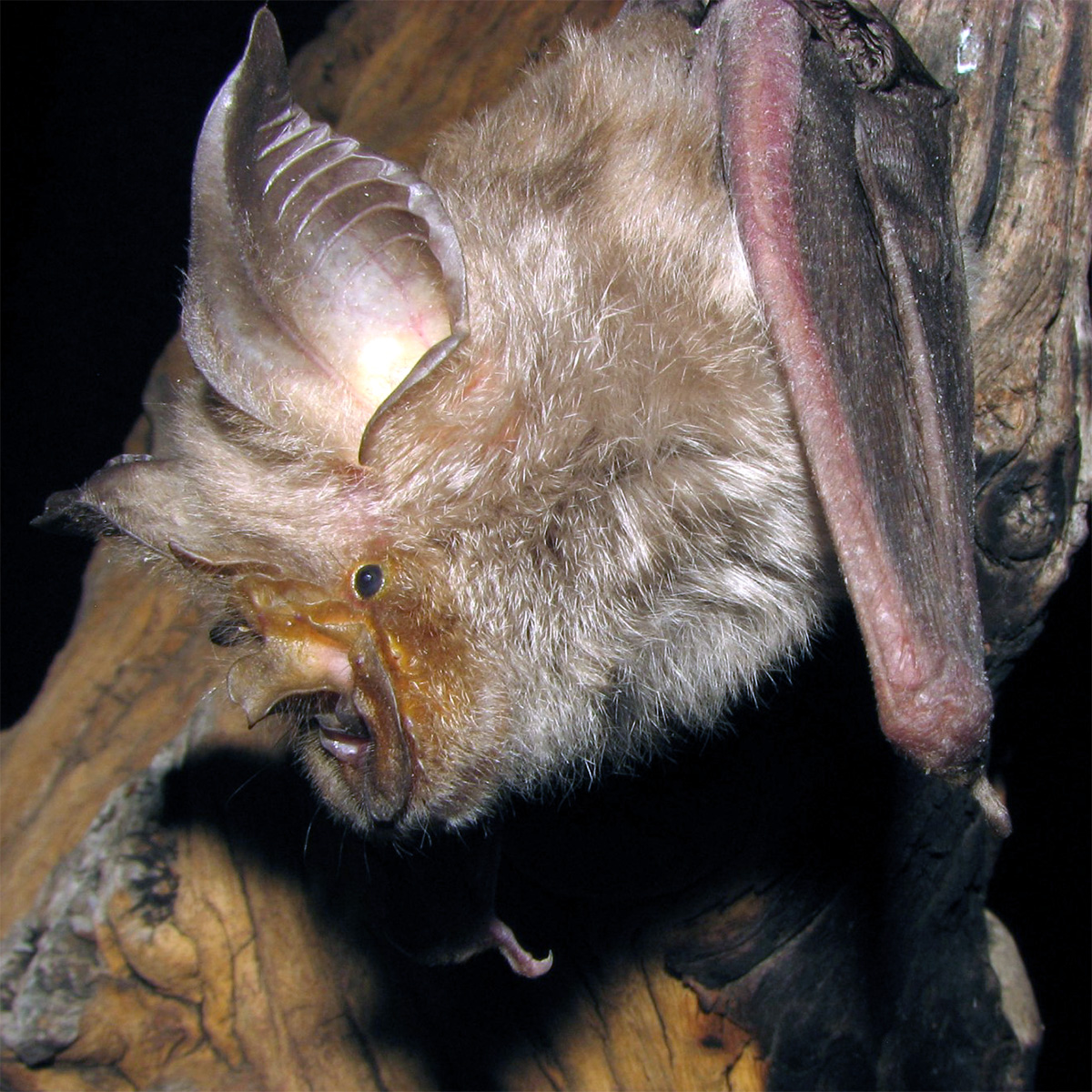 Smithers's Horseshoe Bat (Rhinolophus smithersi) Фото №5