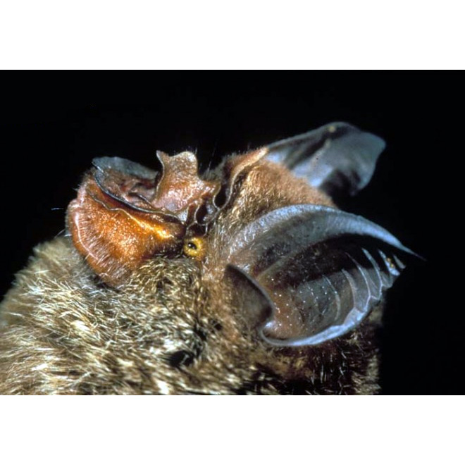 Минданаоский подковонос (Rhinolophus virgo) Фото №2