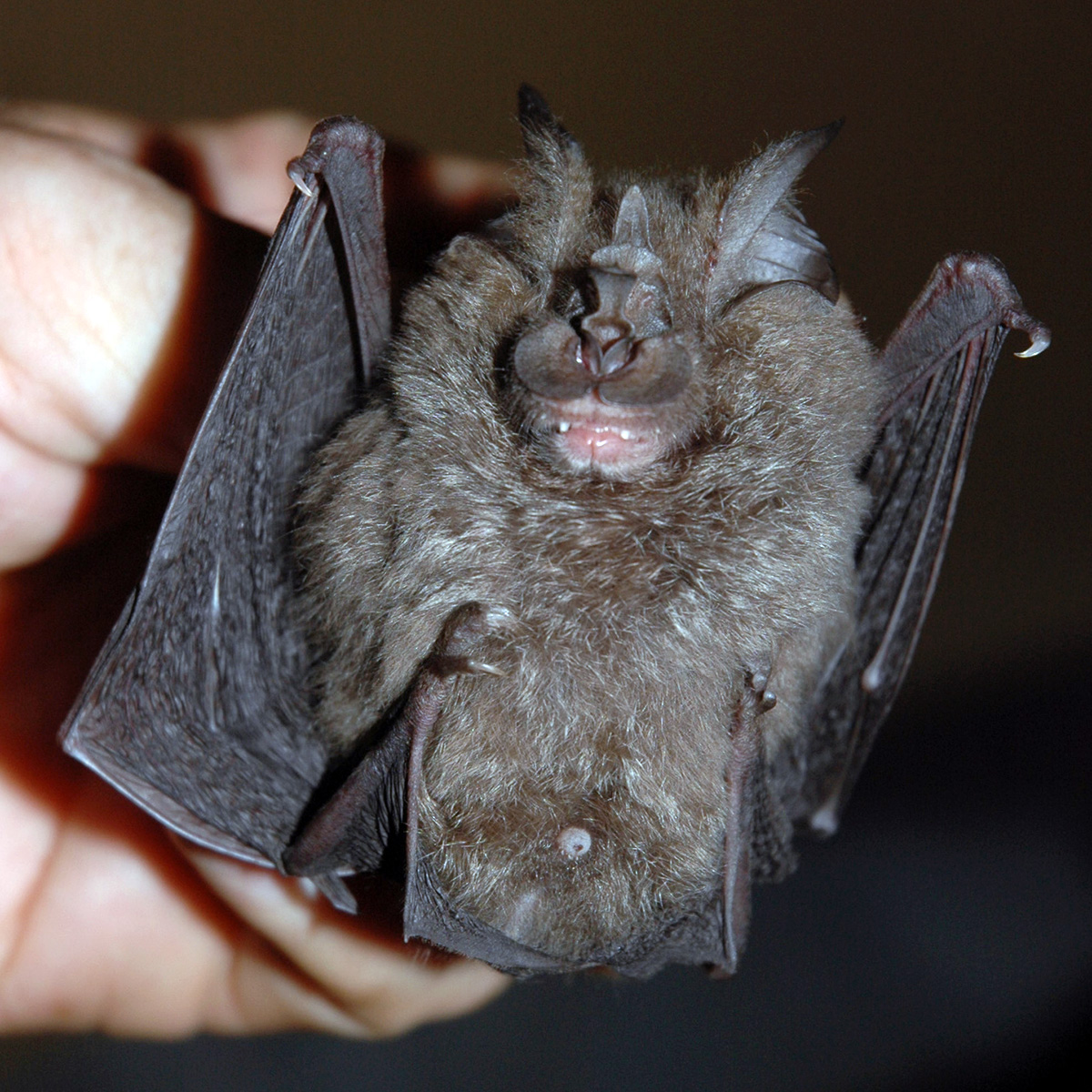 Willard's Horseshoe Bat (Rhinolophus willardi) Фото №2