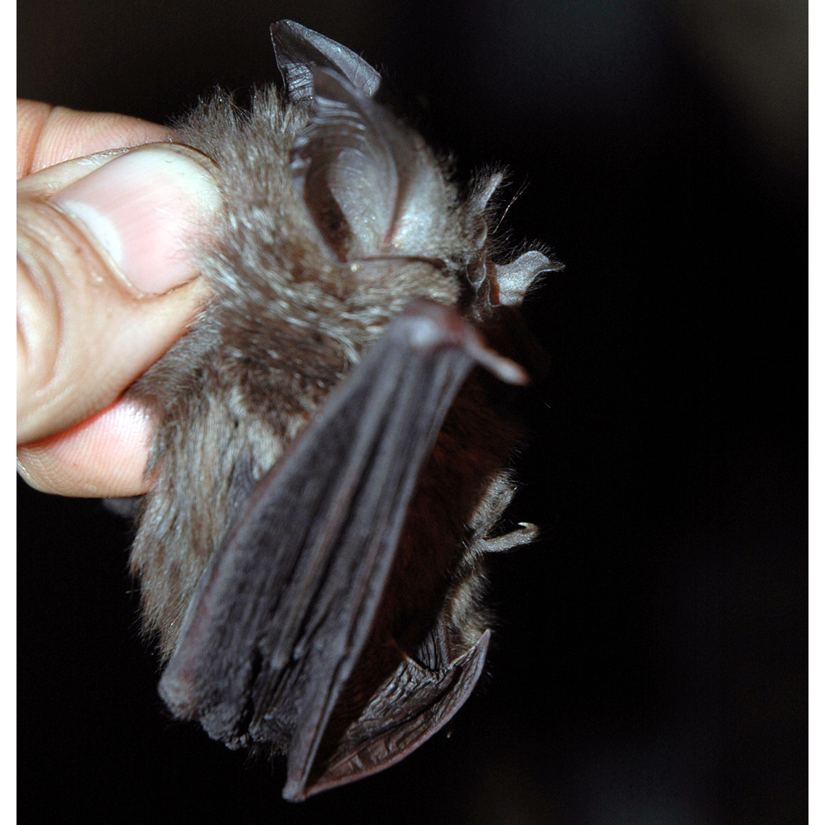 Willard's Horseshoe Bat (Rhinolophus willardi) Фото №3