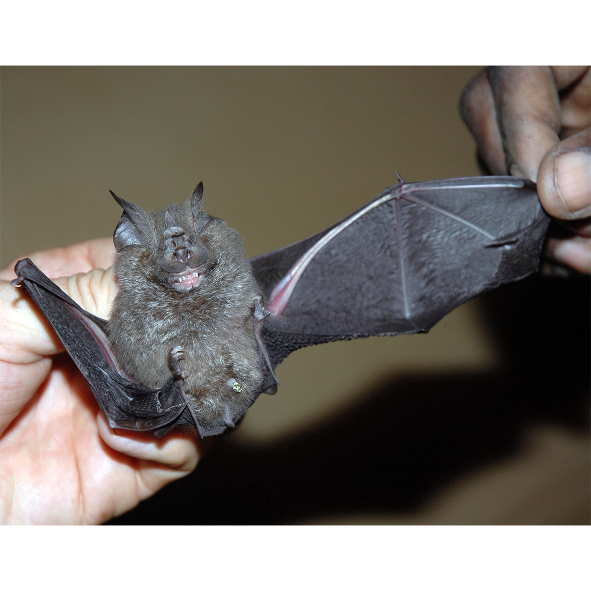 Willard's Horseshoe Bat (Rhinolophus willardi) Фото №1