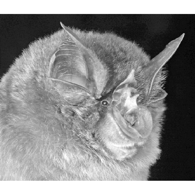 Wedge-sellaed Horseshoe Bat (Rhinolophus xinanzhongguoensis) Фото №1