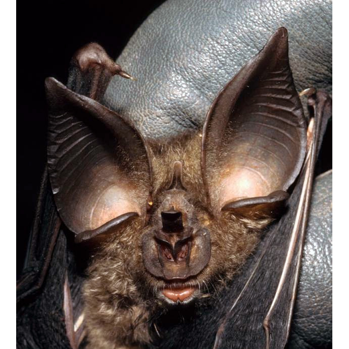 Ziama Horseshoe Bat (Rhinolophus ziama) Фото №2