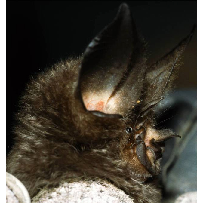 Ziama Horseshoe Bat (Rhinolophus ziama) Фото №3