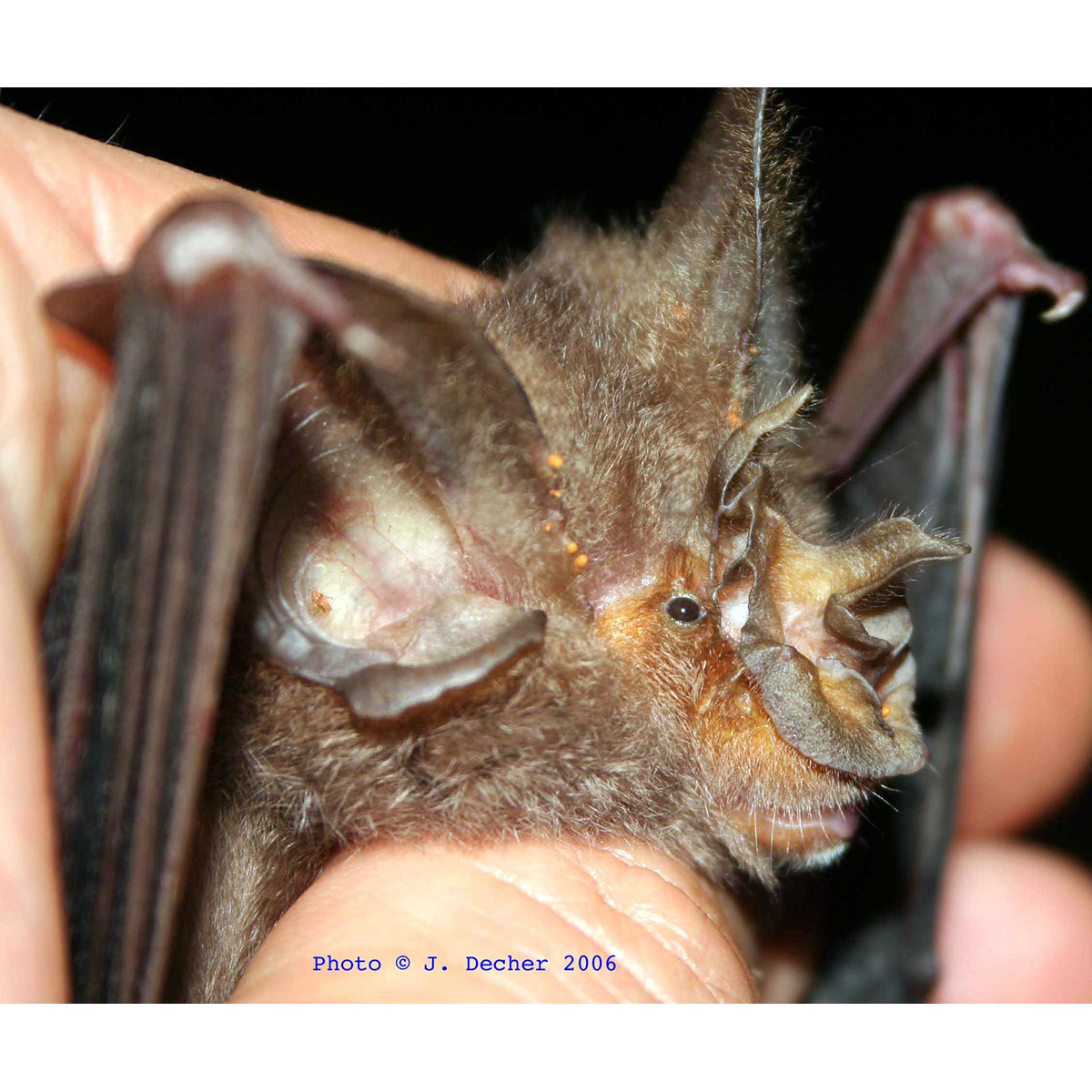 Ziama Horseshoe Bat (Rhinolophus ziama) Фото №4