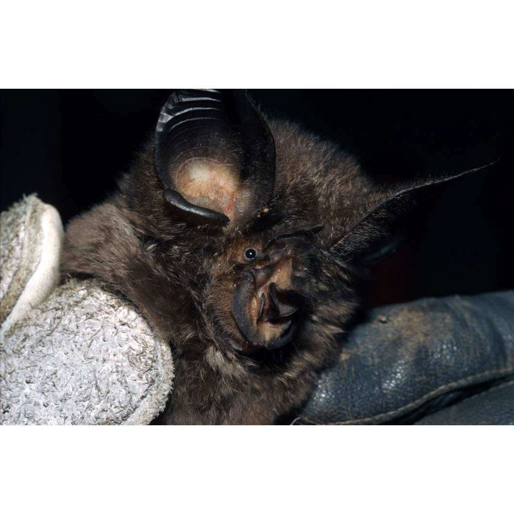 Ziama Horseshoe Bat (Rhinolophus ziama) Фото №5