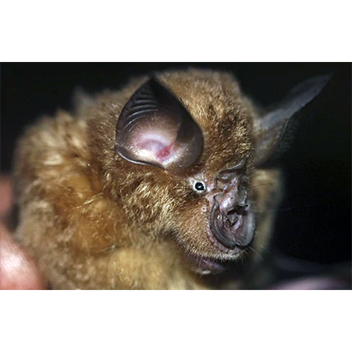 Ziama Horseshoe Bat (Rhinolophus ziama) Фото №1