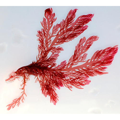 Тип Красные водоросли фото