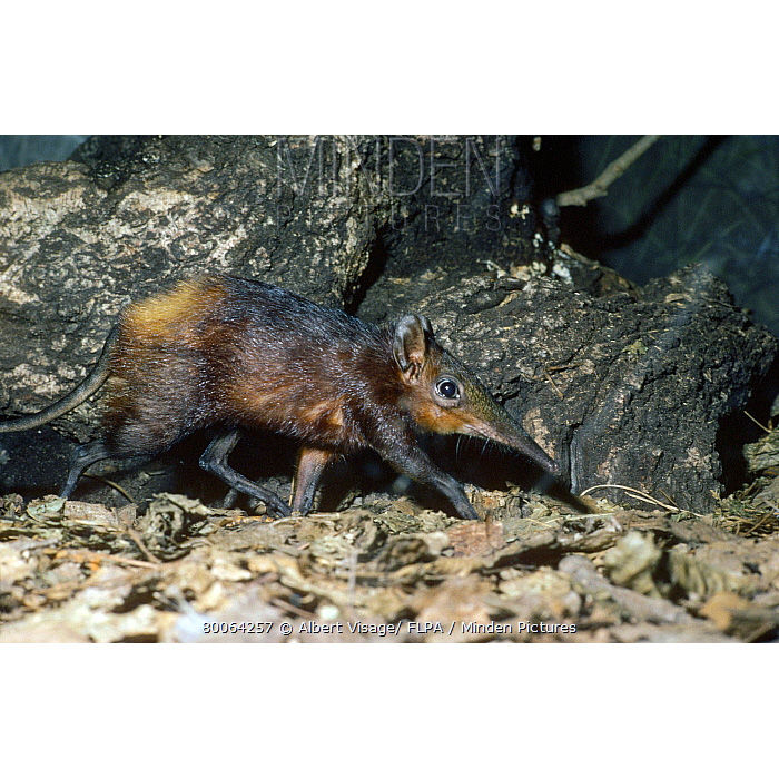 Золотистая хоботковая собачка (Rhynchocyon chrysopygus) Фото №5