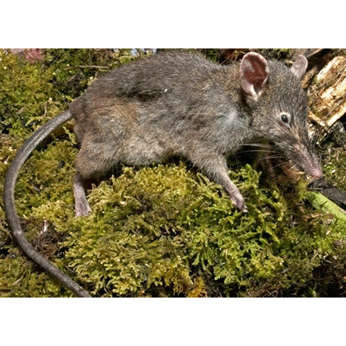 Род Землеройковые крысы  фото
