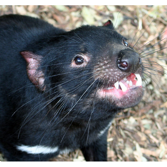Тасманийский дьявол (Sarcophilus harrisii) Фото №10