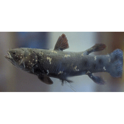 Класс Лопастепёрые рыбы / Хоановые  фото
