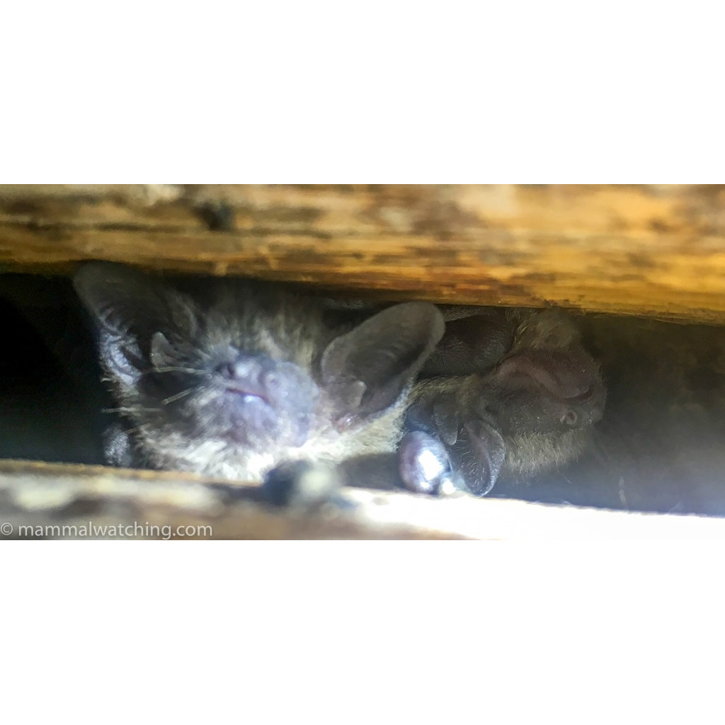 Roberts's Flat-headed Bat (Sauromys petrophilus) Фото №2