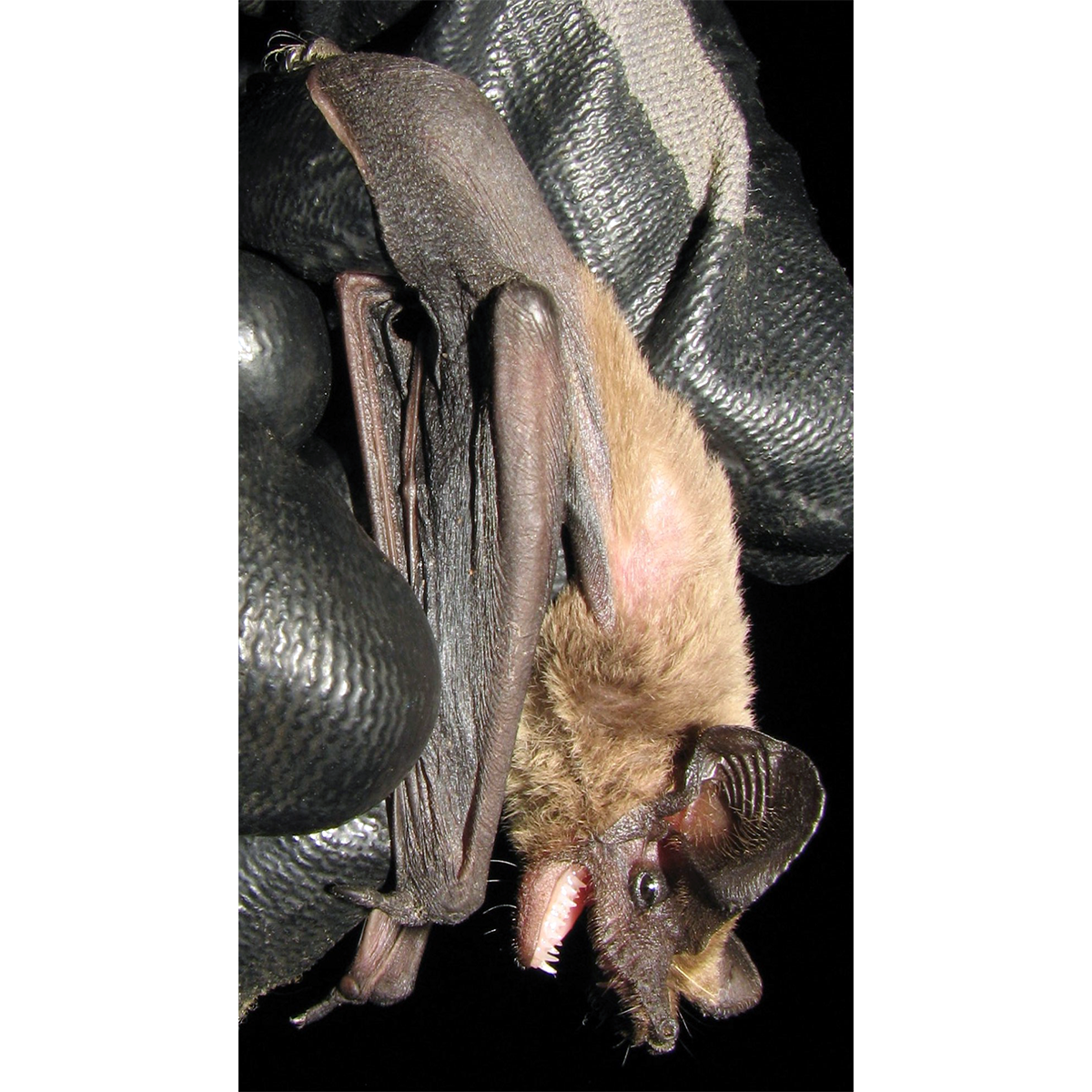 Roberts's Flat-headed Bat (Sauromys petrophilus) Фото №1