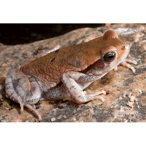  Род Красные жабы  фото