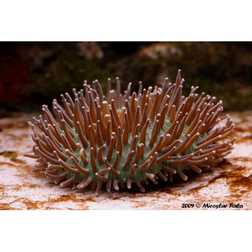 Отряд Мадрепоровые кораллы / Каменистые кораллы фото