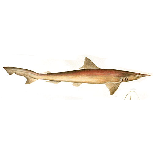  Род Жёлтые остроносые акулы  фото