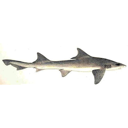  Род Вислоносные акулы  фото