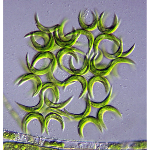 Семейство Selenastraceae фото