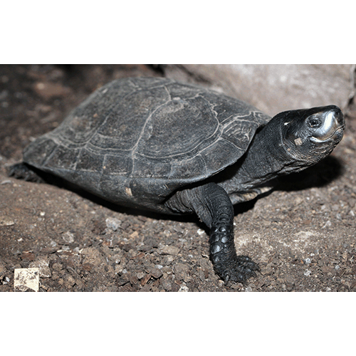  Род Чёрные пресноводные черепахи  фото