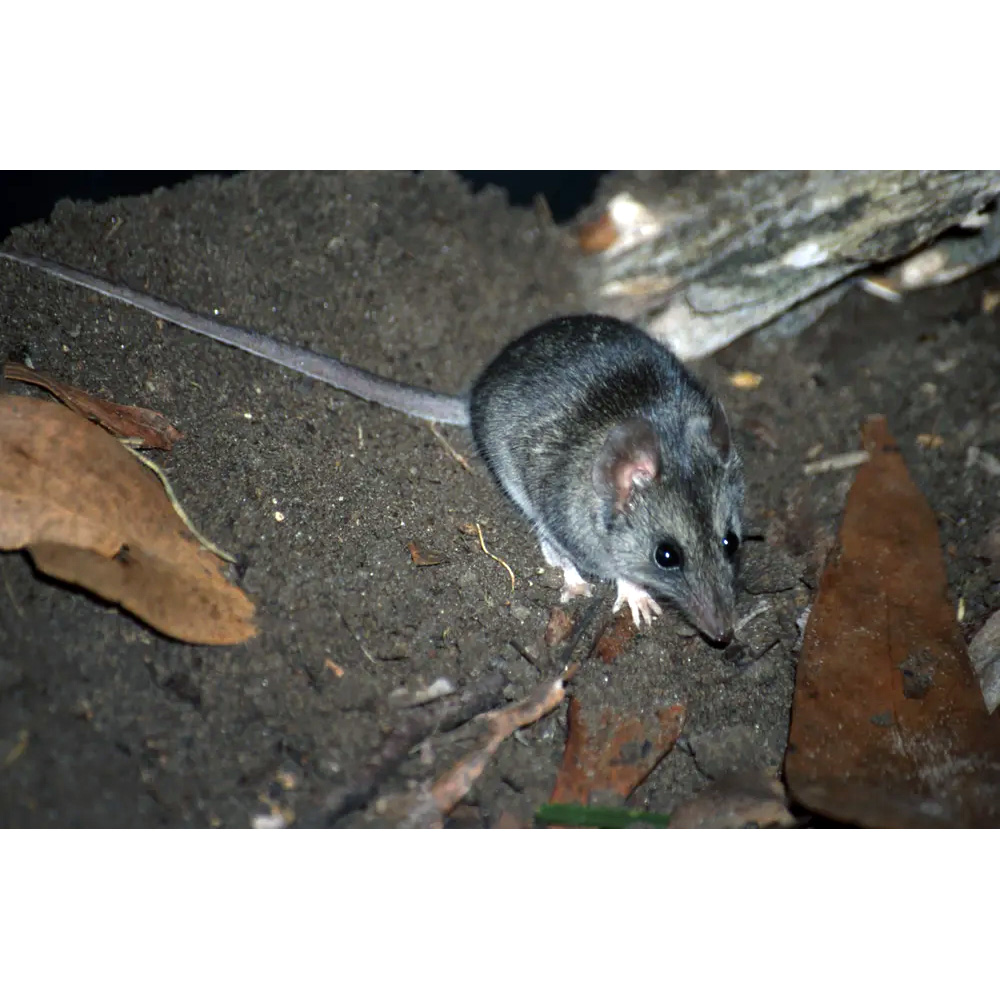 Сумчатая мышь Айткена (Sminthopsis aitkeni) Фото №3