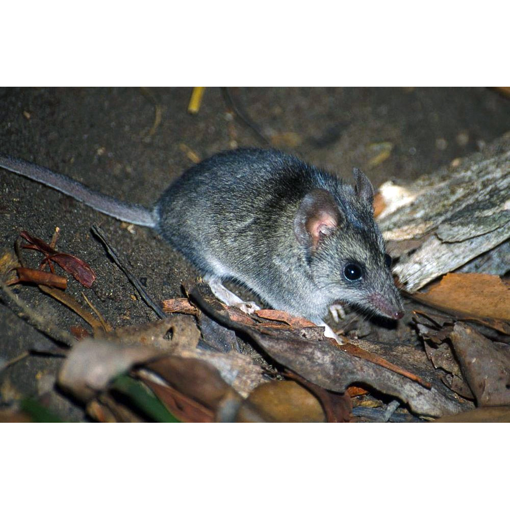 Сумчатая мышь Айткена (Sminthopsis aitkeni) Фото №5