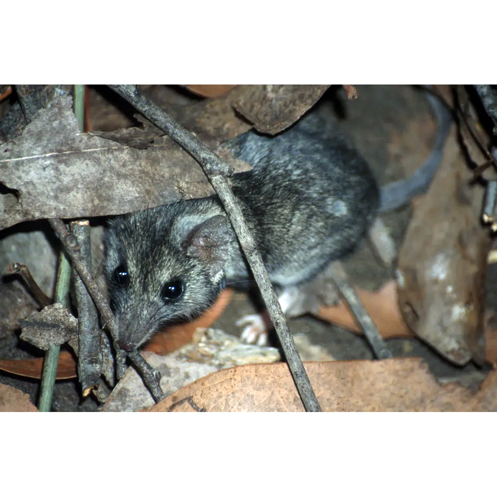Сумчатая мышь Айткена (Sminthopsis aitkeni) Фото №7