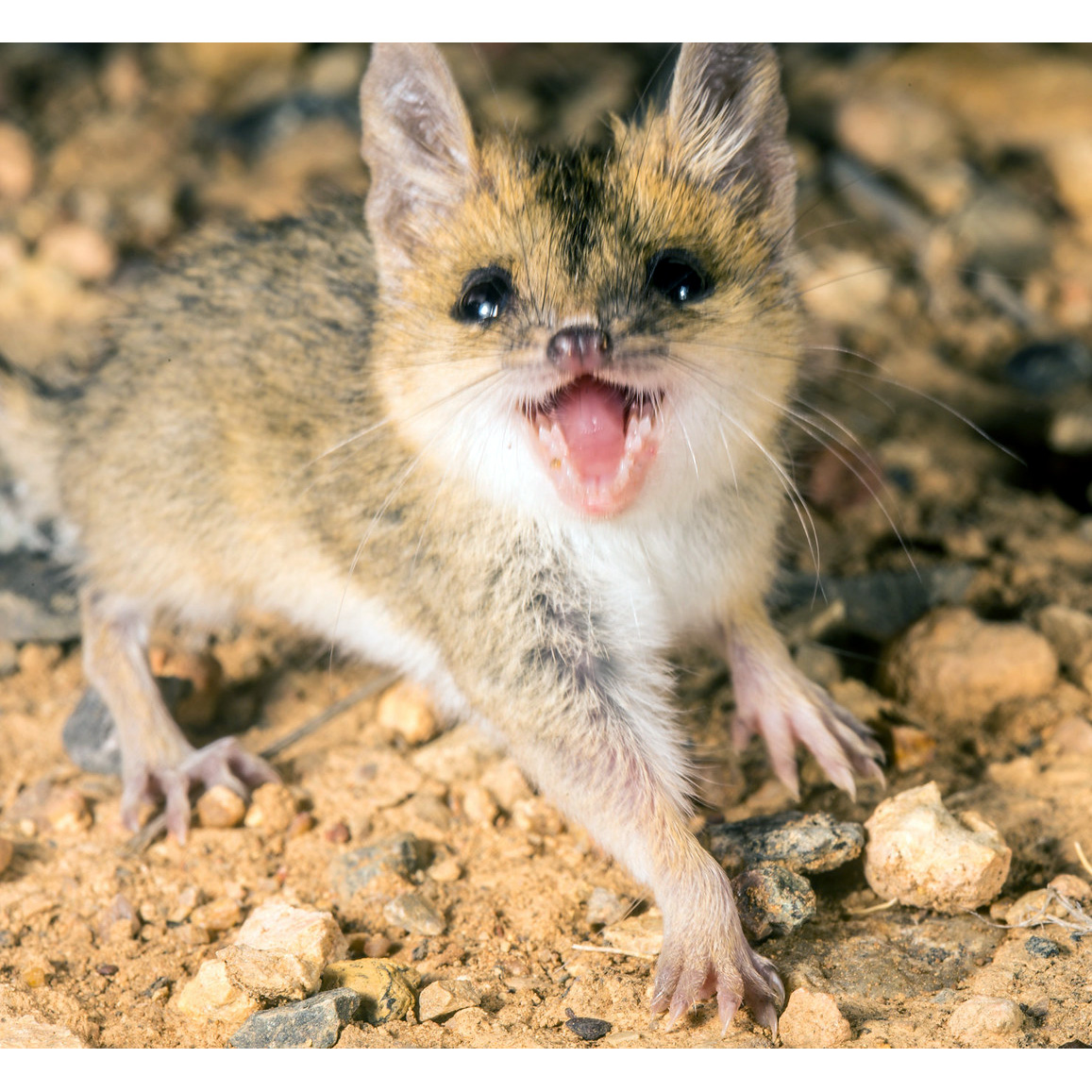 Сумчатая мышь Дугласа (Sminthopsis douglasi) Фото №4