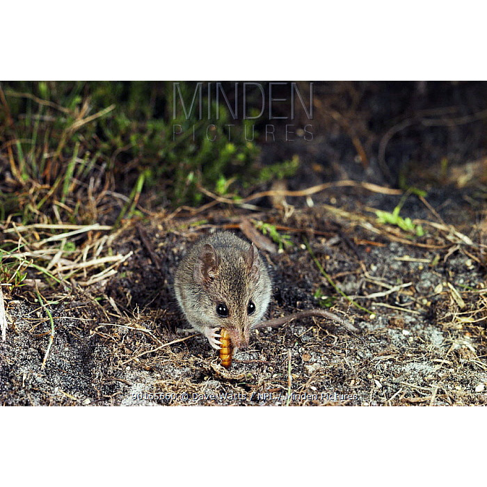 Белоногая сумчатая мышь (Sminthopsis leucopus) Фото №4