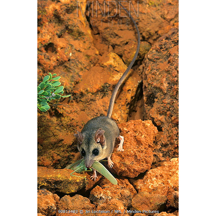Длиннохвостая сумчатая мышь (Sminthopsis longicaudata) Фото №3