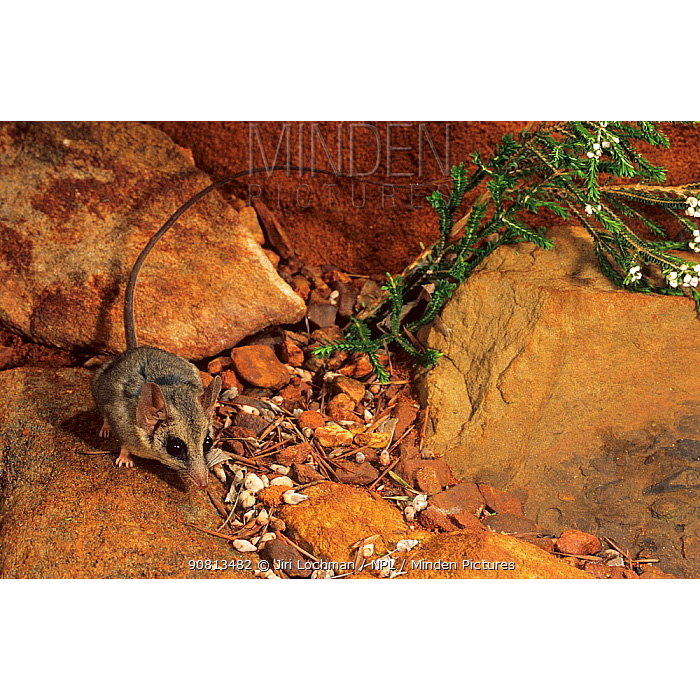 Длиннохвостая сумчатая мышь (Sminthopsis longicaudata) Фото №4