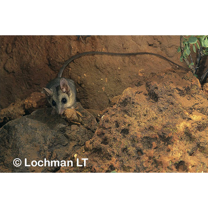Длиннохвостая сумчатая мышь (Sminthopsis longicaudata) Фото №5